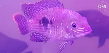Black Oscar fish 5to 6inches 2peace 4bd 0