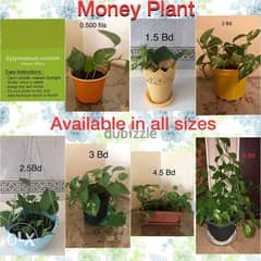 Indoor plants and herb plants