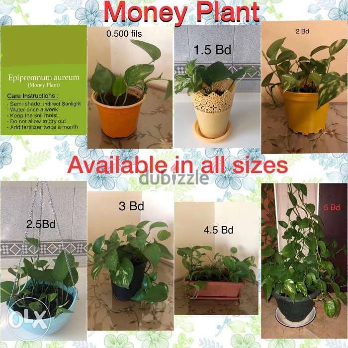 Indoor plants and herb plants 0
