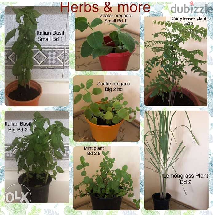 Indoor plants and herb plants 3