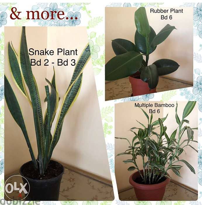 Indoor plants and herb plants 4