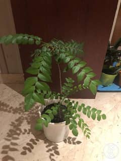 Curry leaf plant 0