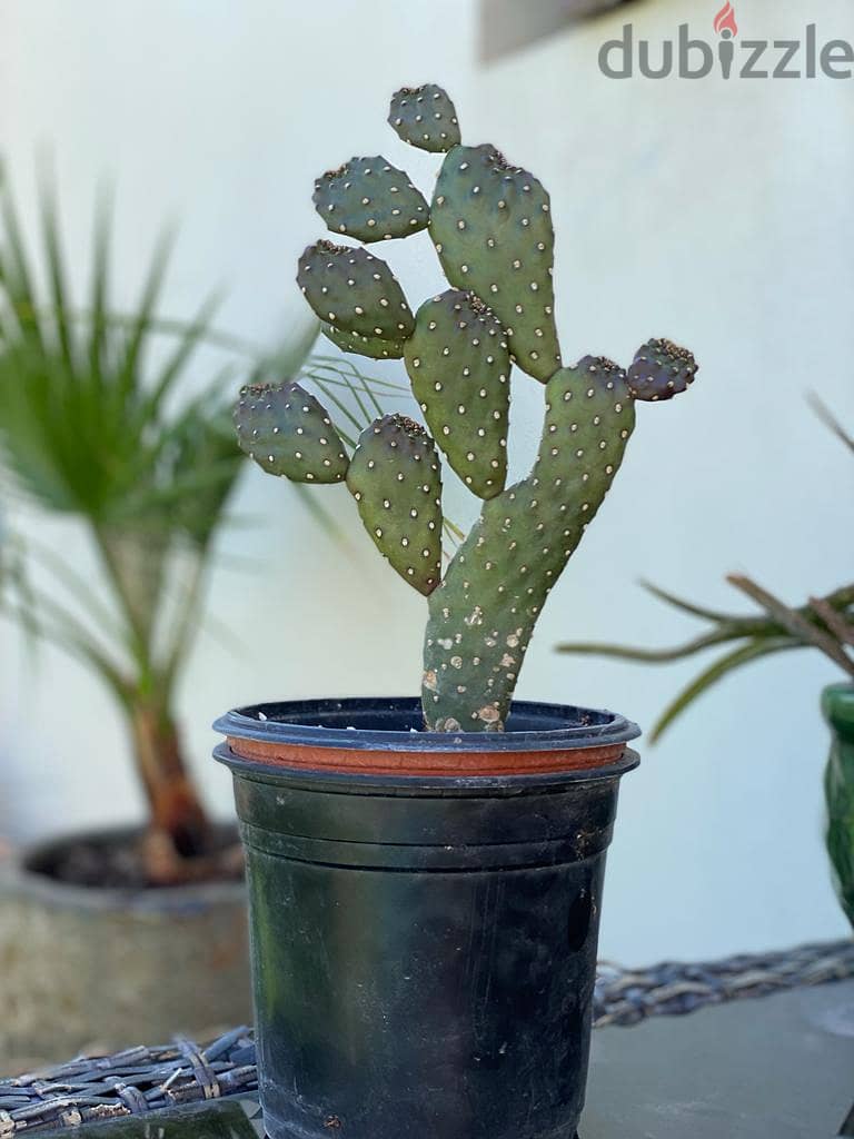 Cactus Plant Without Niddles 0