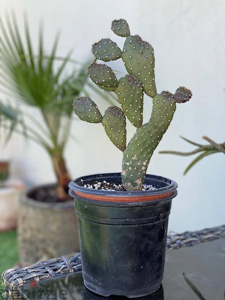 Cactus Plant Without Niddles 2