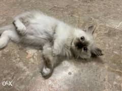 2.5 month old Himalayan kitten for sale 0