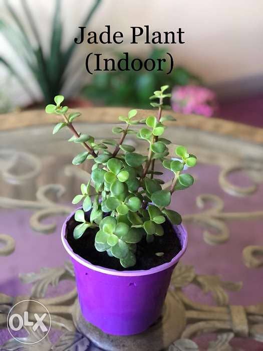 Jade plant 1 bd 0