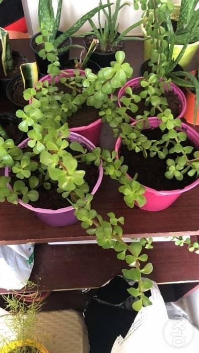 Jade plant 1 bd 1