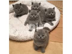 Adorable British shorthair kittens 0