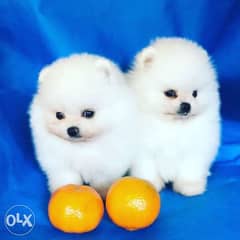 Adorable Pomeranian puppies 0