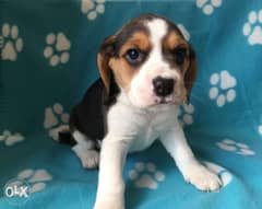 Beautiful beagle puppies 0